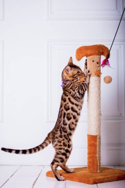 evde oynayan Bengal kedi görünümü 