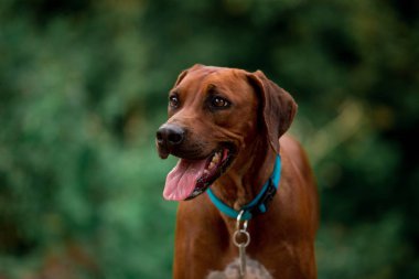 ağaçlandırma tennessee brindle köpek gündüz açık havada poz