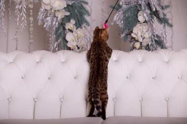 evde oynayan Bengal kedi görünümü 