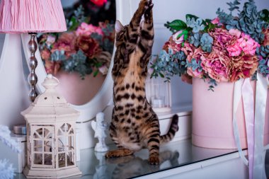 evde oyunlarda zaman harcama oyuncu sevimli kedi