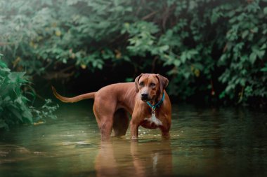 ağaçlama tennessee brindle köpek gündüz suda oynarken