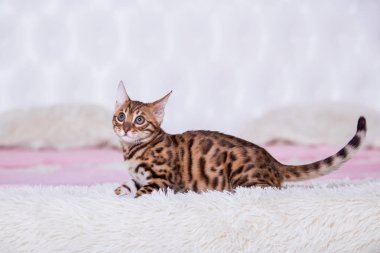 evde poz sevimli kedi portresi 