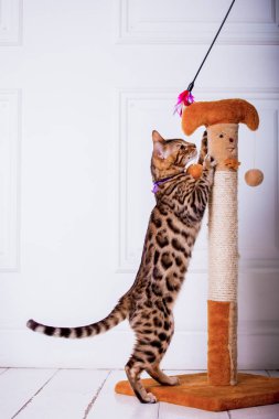 evde oynayan Bengal kedi görünümü 