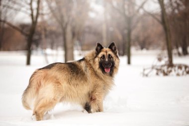 kış sezonunda açık havada oynayan bekçi köpeği