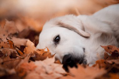 gündüz açık havada yaprakları poz altın retriever 