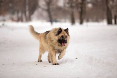 kış sezonunda açık havada oynayan bekçi köpeği