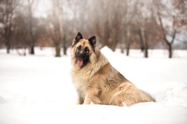 kış sezonunda açık havada oynayan bekçi köpeği