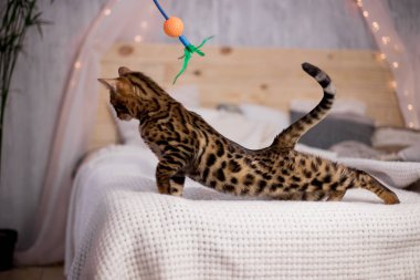 evde Bengal kedi portre 