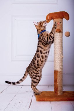 evde oynayan Bengal kedi görünümü 