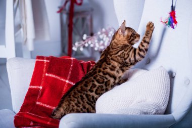 evde oynayan Bengal kedi görünümü 