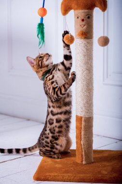 evde oynayan Bengal kedi görünümü 