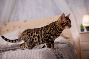 evde Bengal kedi portre 