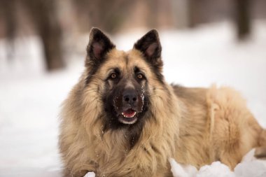 kış sezonunda açık havada oynayan bekçi köpeği