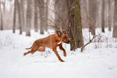 ağaçlandırma tennessee brindle köpek kış ormanda oynarken