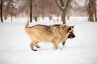 kış sezonunda açık havada oynayan bekçi köpeği