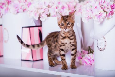 evde oynayan Bengal kedi görünümü 