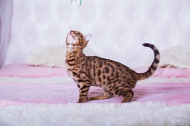 evde oyunlarda zaman harcama oyuncu sevimli kedi