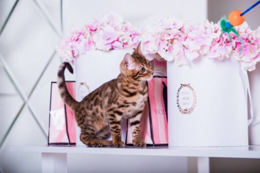 çiçekler arka plan üzerinde evde poz sevimli kedi 