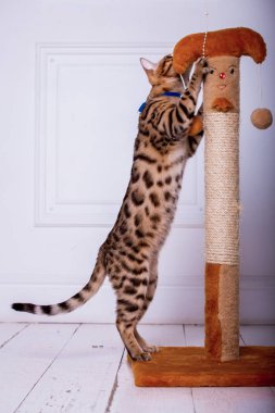 evde oynayan Bengal kedi görünümü 