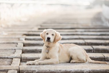 kış sezonunda merdivenlerde yatan altın retriever yavrusu