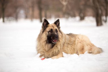 kış sezonunda açık havada oynayan bekçi köpeği