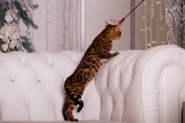 evde oynayan Bengal kedi görünümü 