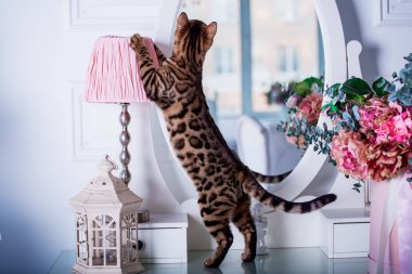 evde oyunlarda zaman harcama oyuncu sevimli kedi