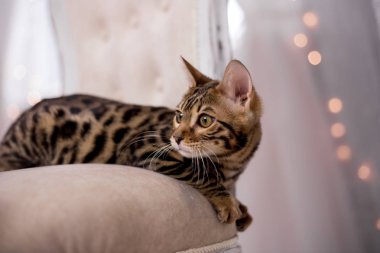 evde Bengal kedi portre 