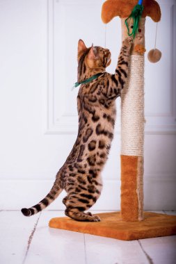 evde oynayan Bengal kedi görünümü 