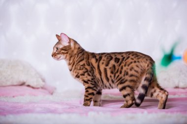 evde oyuncak ile oynarken sevimli kedicik