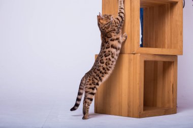 evde oynayan Bengal kedi görünümü 