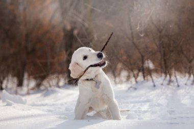 kış sezonunda dal ile oynayan altın retriever köpek yavrusu