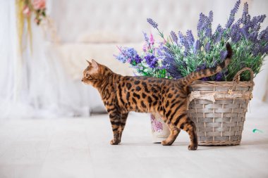 çiçekler arka plan üzerinde evde poz sevimli kedi 