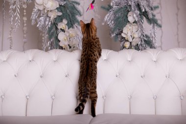 evde oynayan Bengal kedi görünümü 