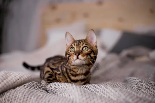 Portrait Bengal Cat Home — Stock Photo, Image