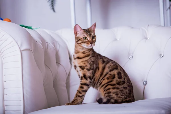 Cute Cat Posing White Sofa Home — Stock Photo, Image