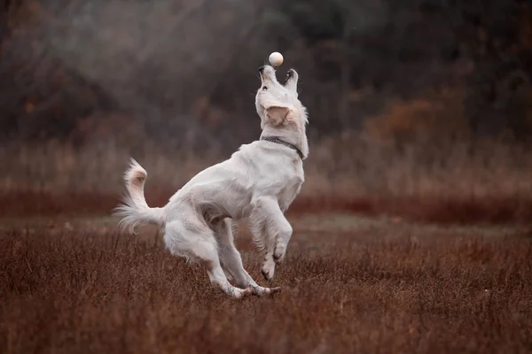 Golden Retriever Leger Udendørs Dagen - Stock-foto