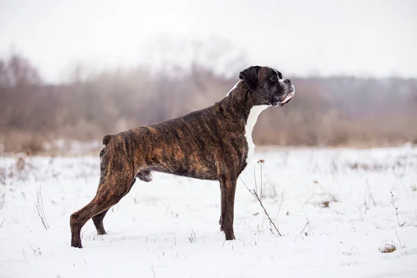 Dog Boxer Jugando Bosque Invierno Durante Día — Foto de Stock