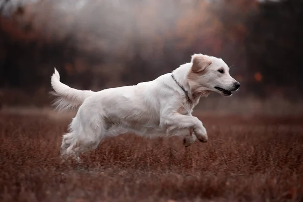 Golden Retriever Jugando Aire Libre Durante Día —  Fotos de Stock