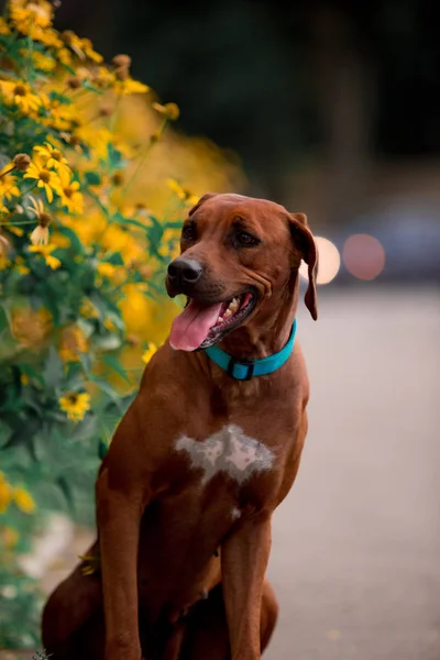 ağaçlandırma tennessee brindle köpek gündüz açık havada poz