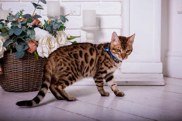 portrait of Bengal cat at home