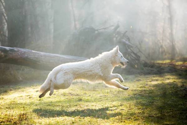 Bílý Německý Ovčák Běžící Lese Dne — Stock fotografie