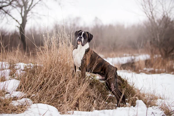 Dog Boxer Jouant Dans Forêt Hiver Pendant Journée — Photo