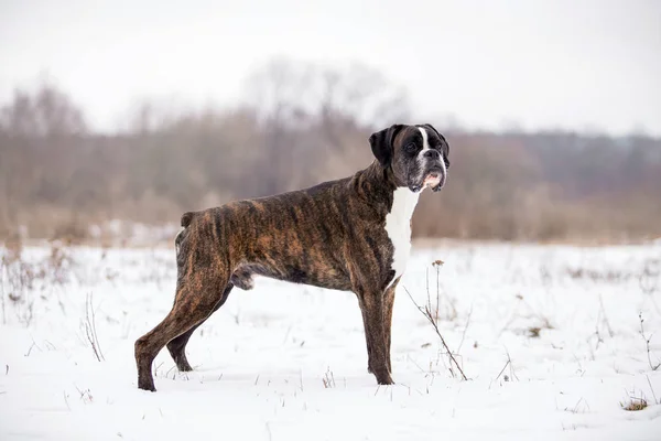 Dog Boxer Jugando Bosque Invierno Durante Día — Foto de Stock