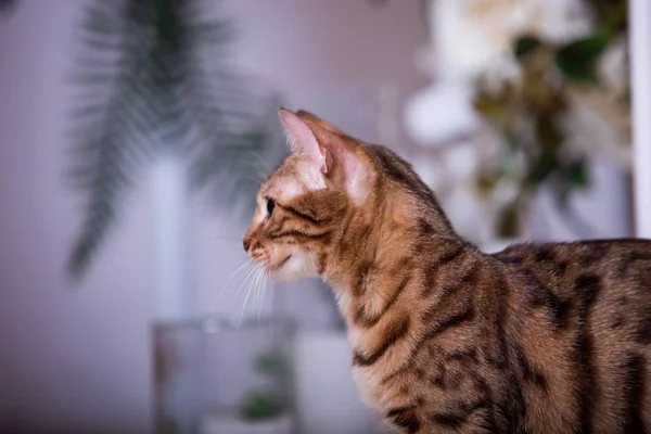 Niedliche Katze Posiert Auf Weißem Sofa Hause — Stockfoto