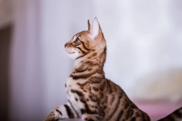 Retrato Gato Lindo Posando Casa — Foto de Stock