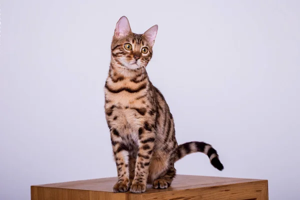 Portrait Bengal Cat Home — Stock Photo, Image