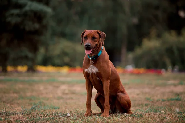 Treeing Tennessee Brindle Hund Udgør Udendørs Ved Daggry - Stock-foto