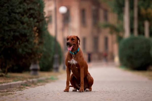 ağaçlandırma tennessee brindle köpek gündüz açık havada poz