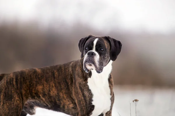 昼間冬の森で遊ぶ犬ボクサー — ストック写真
